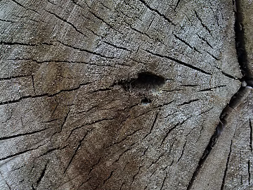 annual rings texture (ID:ffagg71930)