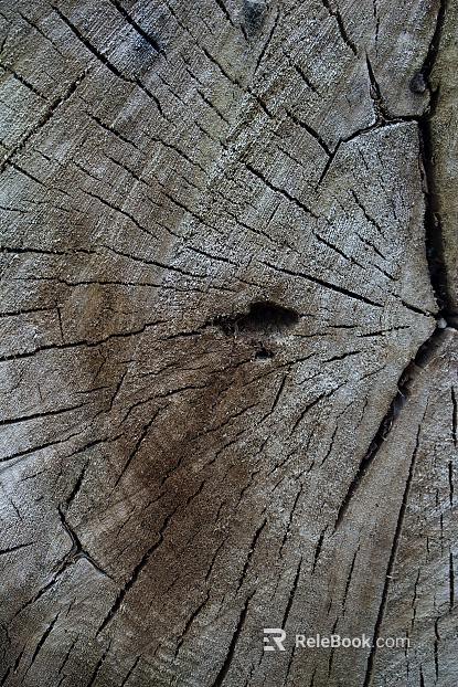 annual rings texture