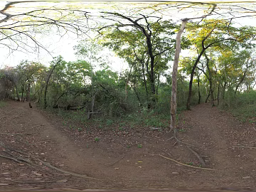 Outdoor Forest Daytime HDR texture (ID:ffabg20651)