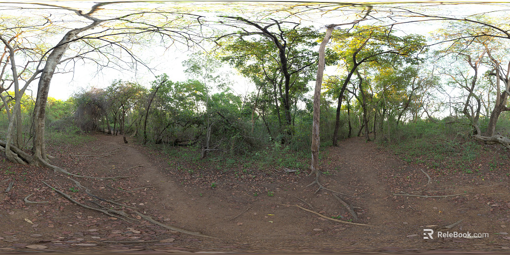 Outdoor Forest Daytime HDR texture