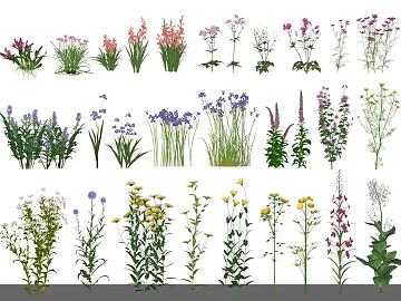 Colorful Herbaceous Flower Landscape Plants texture (ID:ffaeh278636)
