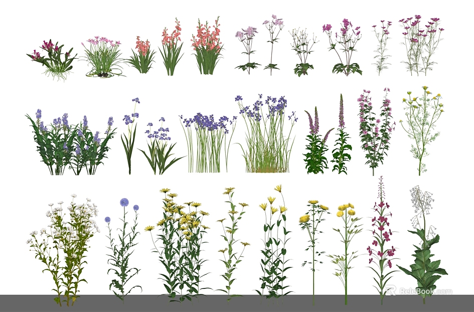 Colorful Herbaceous Flower Landscape Plants texture