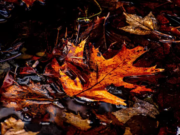 fallen leaves texture (ID:ffaeg18118)