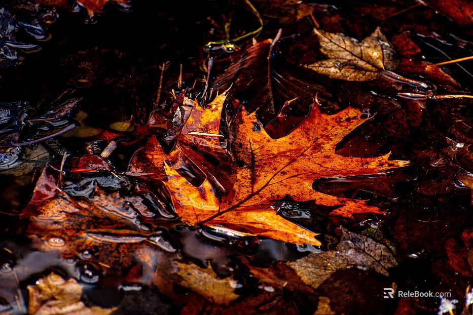 fallen leaves texture