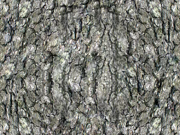 bark texture (ID:ffaif3597)