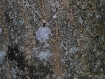 Rock texture (ID:ffabg08484)