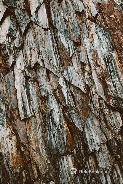 bark texture
