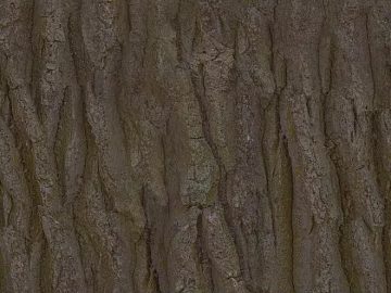 bark texture (ID:ffaag80810)