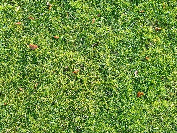 Turf texture (ID:ffadf1421)