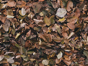 fallen leaves texture (ID:ffabg54837)
