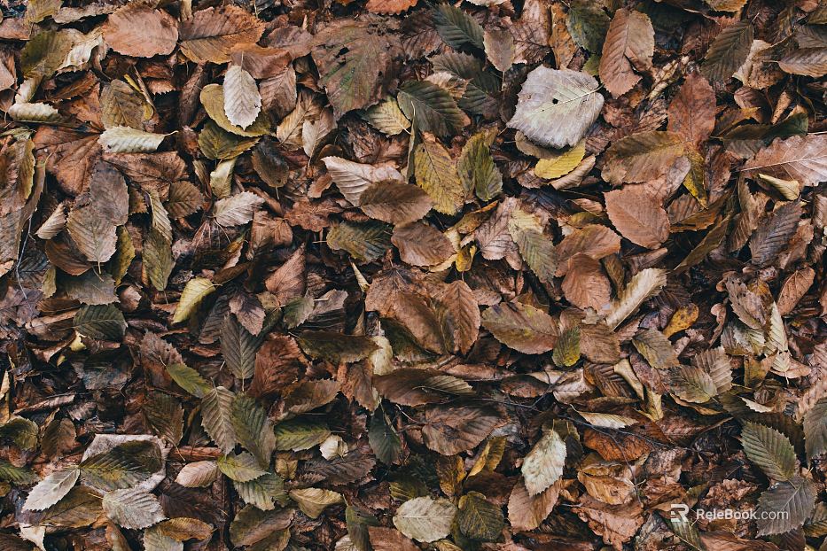 fallen leaves texture