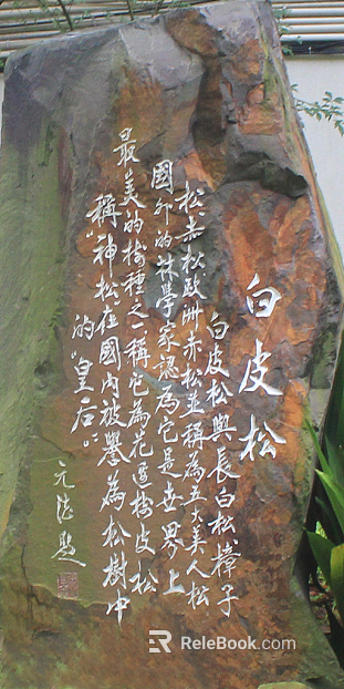 Stele texture