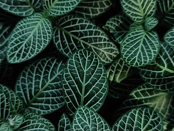 plant pattern texture (ID:ffagg27785)