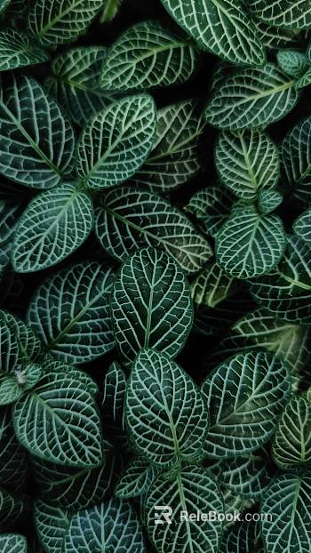 plant pattern texture