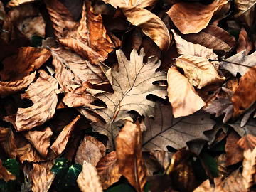 leaves texture (ID:ffagg26353)