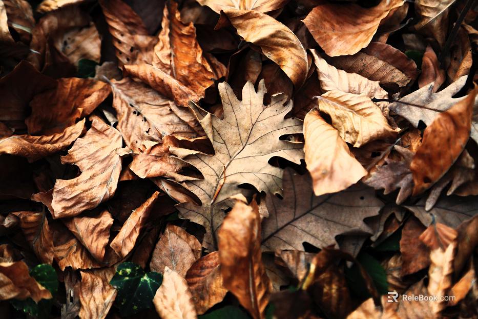 leaves texture