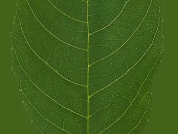 green leaf texture (ID:ffacg71609)