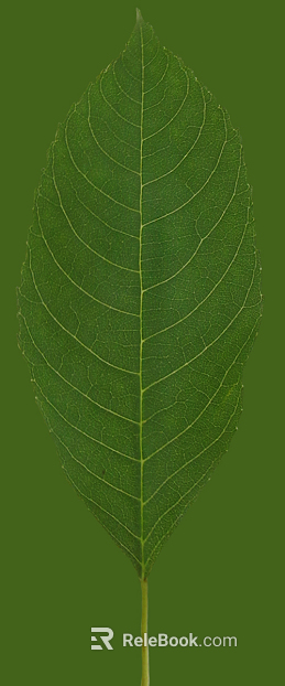 green leaf texture