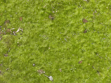 moss 3d model