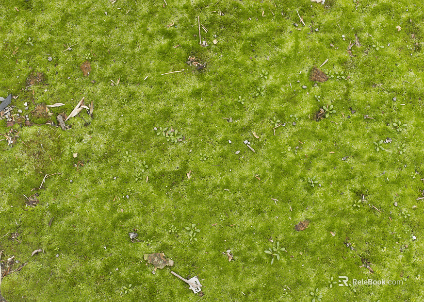 moss texture