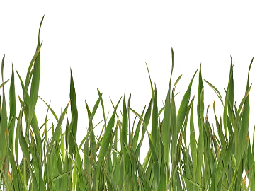 Plants texture (ID:ffabg04716)