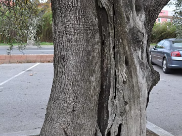 Tree texture (ID:ffabg82179)