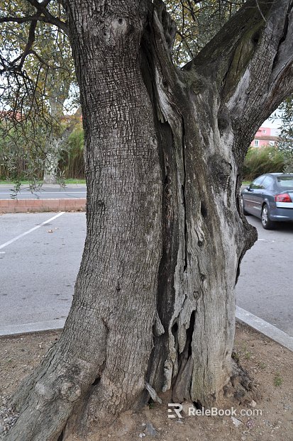 Tree texture