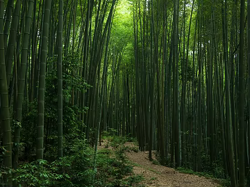 wild bamboo forest road forest texture (ID:ffach585614)
