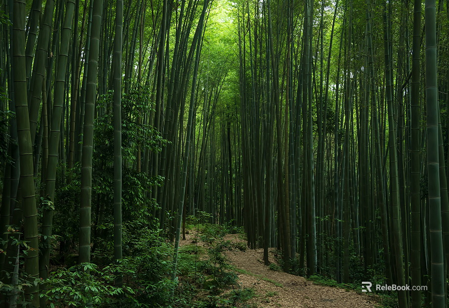 wild bamboo forest road forest texture