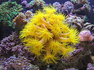 Coral texture (ID:ffacg89286)