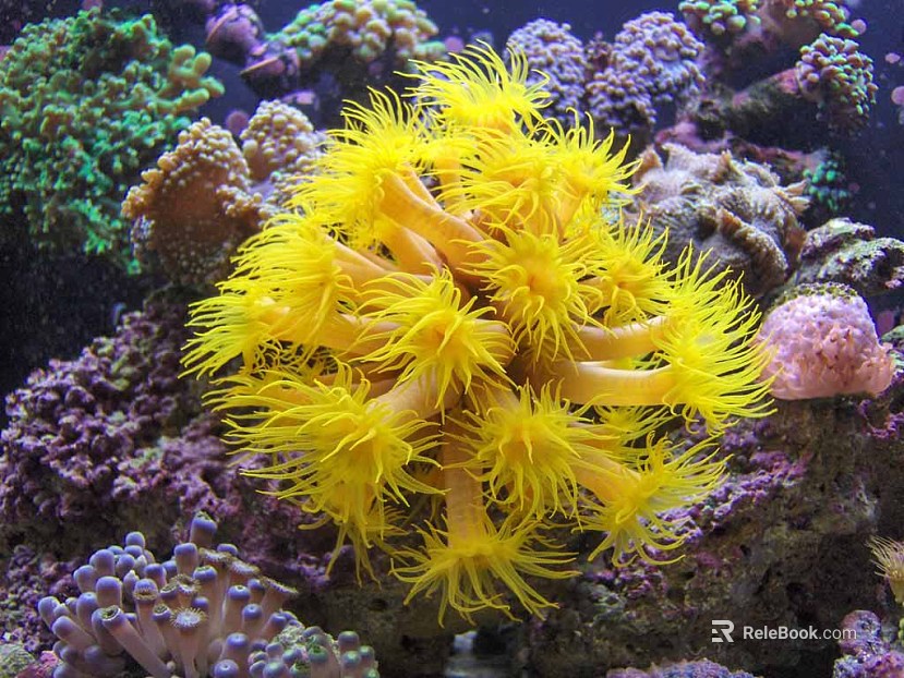 Coral texture