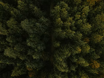 plant pattern texture (ID:ffagg67155)