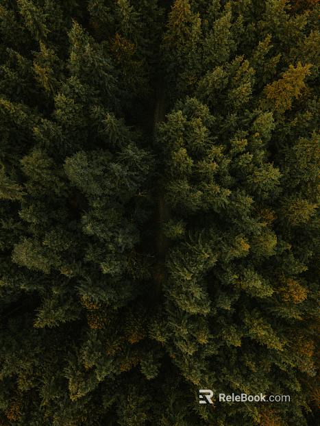 plant pattern texture