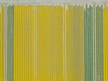 Paint texture (ID:ffabg43307)