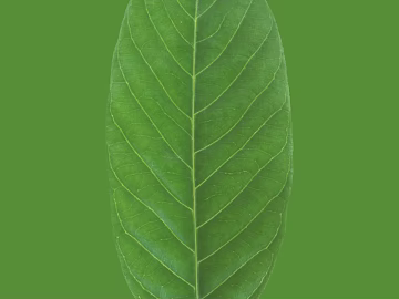 green leaf texture (ID:ffagg44246)
