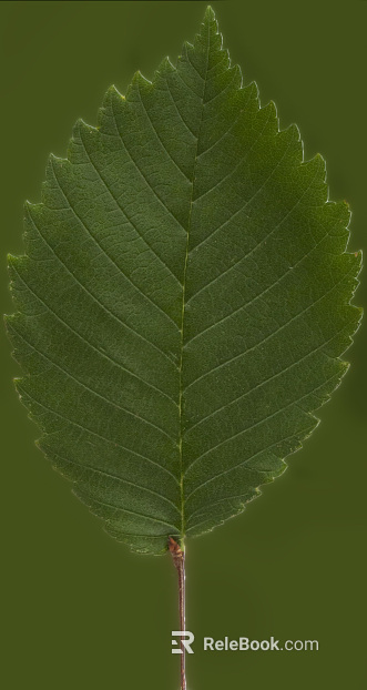 green leaf texture