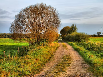 Wild Scenery texture (ID:ffabg47015)