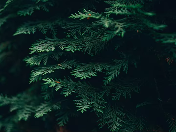 leaves texture (ID:ffagg70975)