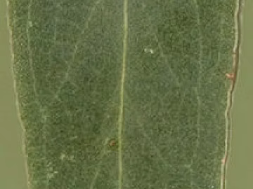 leaves texture (ID:ffacg31696)