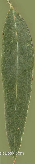 leaves texture
