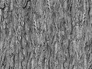 bark texture (ID:ffaag73864)