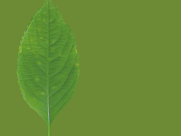 leaves texture (ID:ffacg90678)