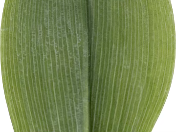 leaves texture (ID:ffacg39060)
