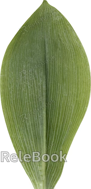 leaves texture
