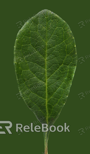 A dense cluster of lush, green leaves with vibrant hues, tightly packed and overlapping, forming a rich, textured foliage canopy.