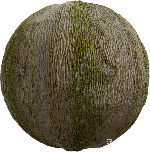 Bark PBR texture