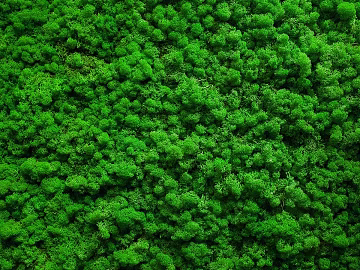 moss texture (ID:ffaag09898)