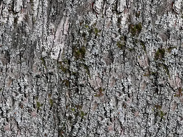 bark texture (ID:ffaeh121982)