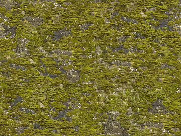 moss texture (ID:ffhee990)