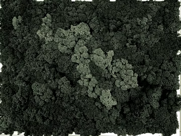 moss texture (ID:ffacg93285)